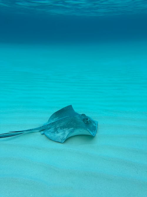 A Stingray on the Bottom of the Sea 