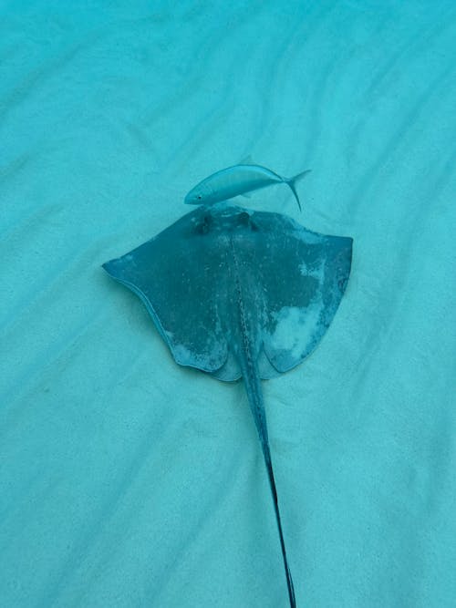 A Stingray Underwater 