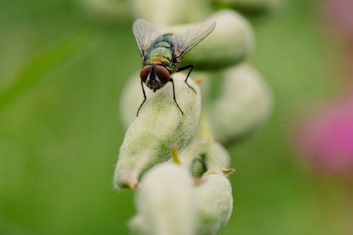 Kostnadsfri bild av djurfotografi, fluga, insekt
