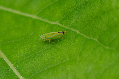 Close up of an Insect on a Leaf