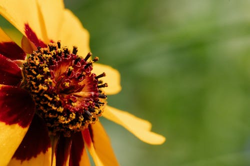 Kostenloses Stock Foto zu blume, nahansicht, natur