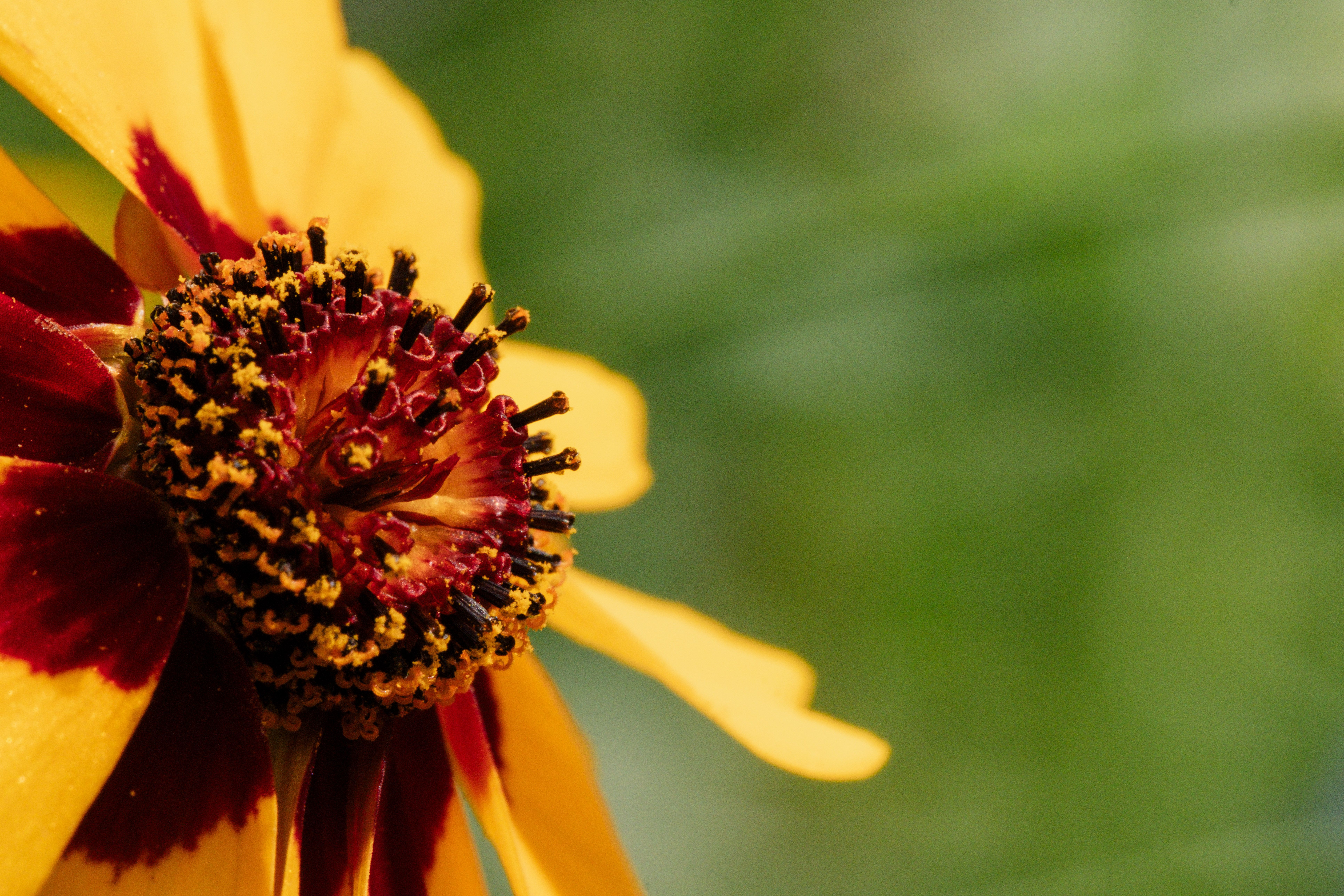 Close up of a Flower · Free Stock Photo