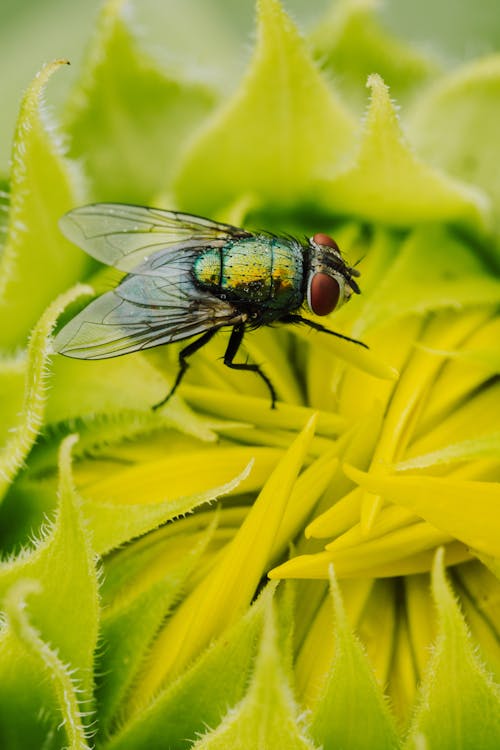 Kostnadsfri bild av djurfotografi, fluga, insekt