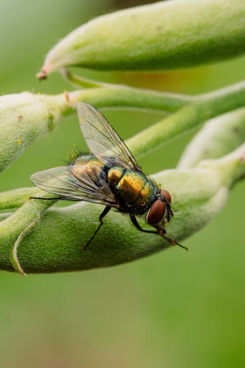 Kostnadsfri bild av djurfotografi, fluga, insekt