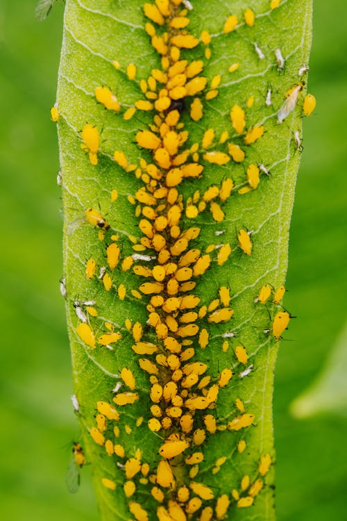 Colony of Yellow Aphids Feeding of the Plant