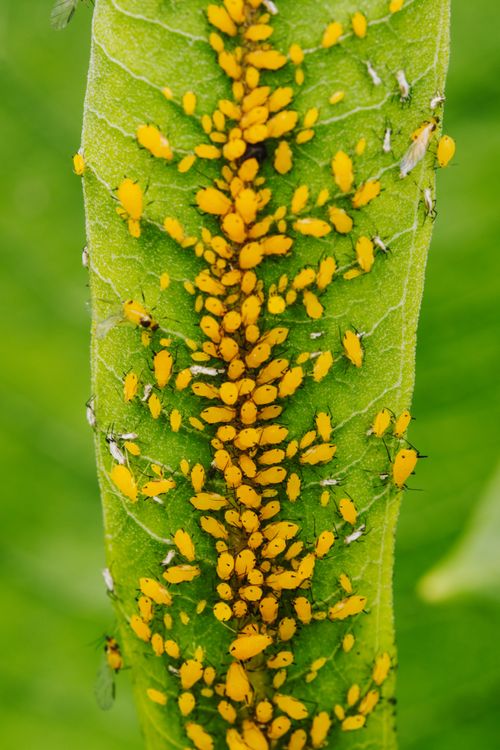 Stem Insectos Insects on a Stem · Free Stock Photo