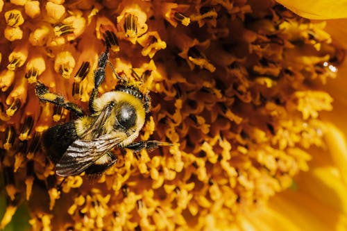 Gratis stockfoto met bij, bloem, detailopname