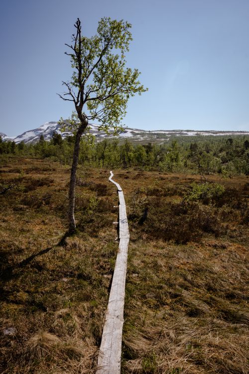 Free A wooden boardwalk stretches across a lush marsh with distant snowy mountains. Stock Photo