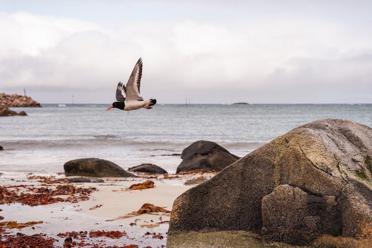 A Bird Flying By A Sea 