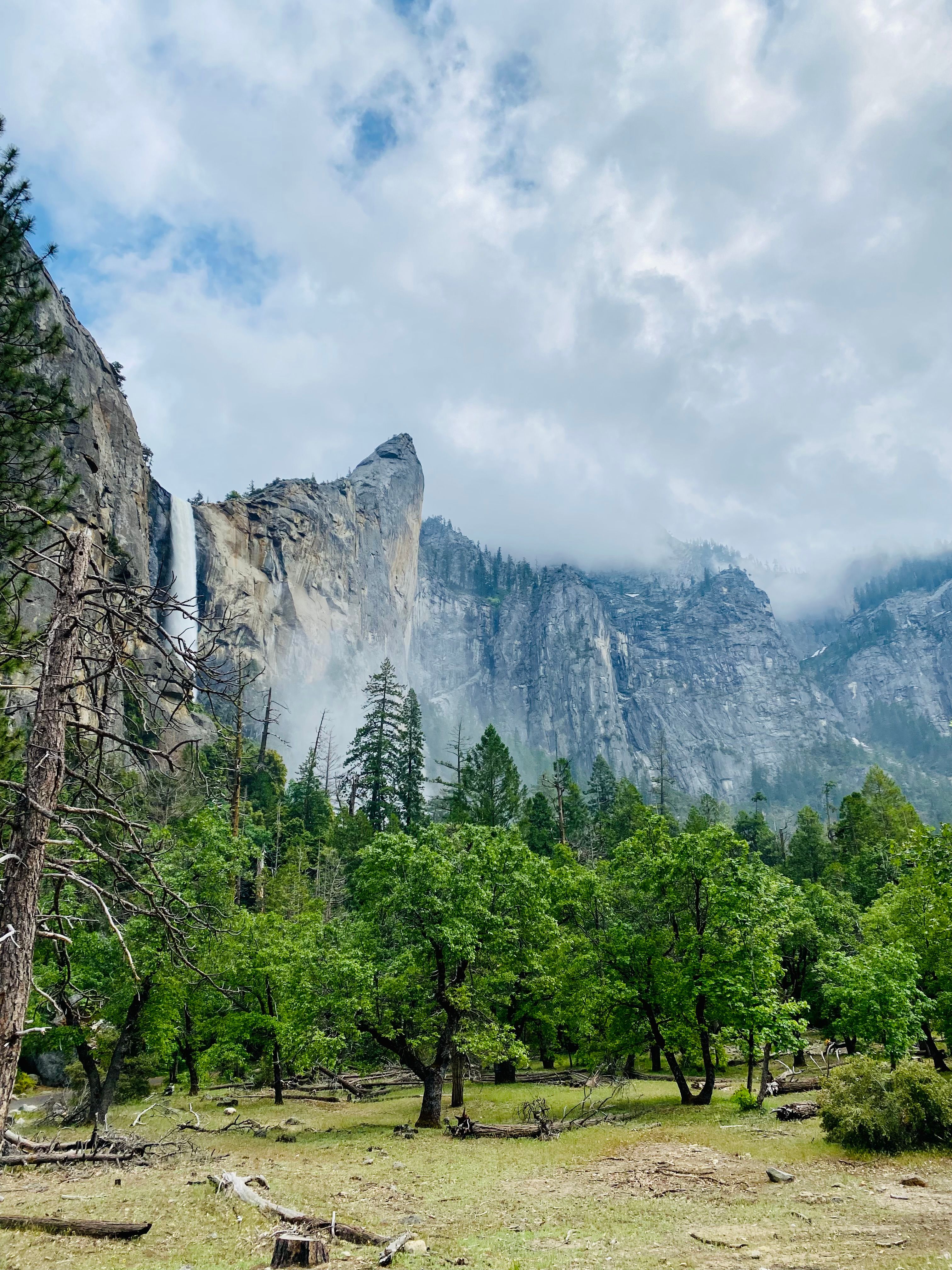 Young Forest Under a Cliff with a Waterfall · Free Stock Photo
