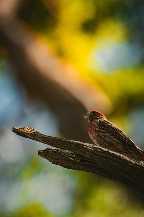 House Finch Perching on a Branch