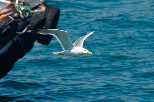 Free Close-up of a seagull flying gracefully over blue ocean waters. Stock Photo