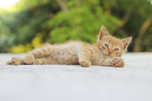 An Orange Kitten Lying on the Ground 