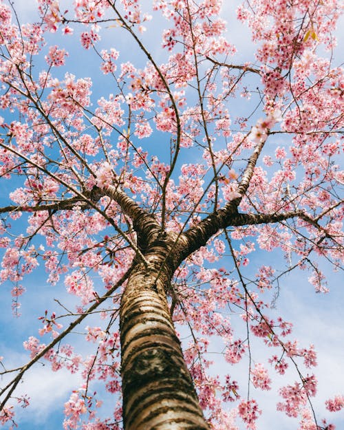 Foto stok gratis berwarna merah muda, bidikan sudut sempit, cabang