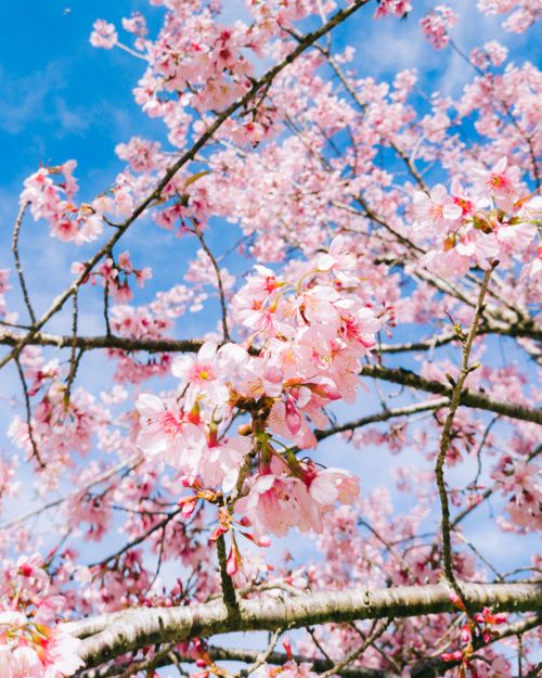 Free Beautiful cherry blossoms blooming on tree branches against a clear blue sky. Stock Photo