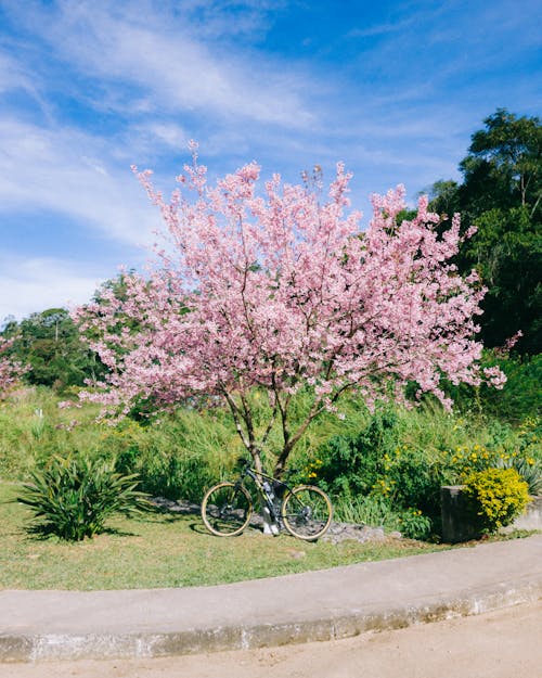 Bicycle near Cherry Tree in Spring