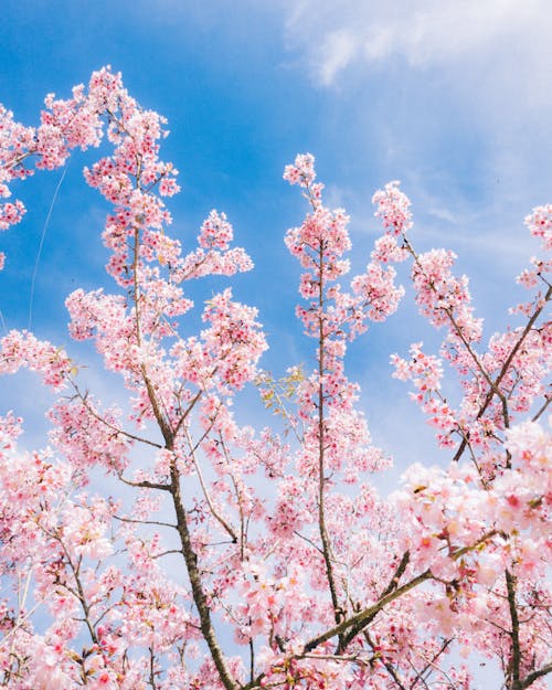 Pink Blossoms on Tree