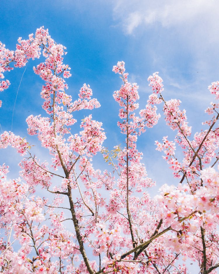 Pink Blossoms On Tree