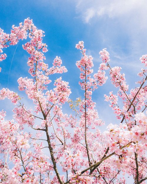 Free Stunning cherry blossoms in full bloom set against a clear blue sky, capturing the essence of spring. Stock Photo