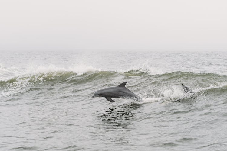 Dolphin Swimming On Sea Shore