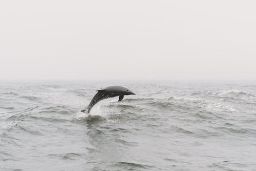 View of a Dolphin Jumping above the Water Surface 