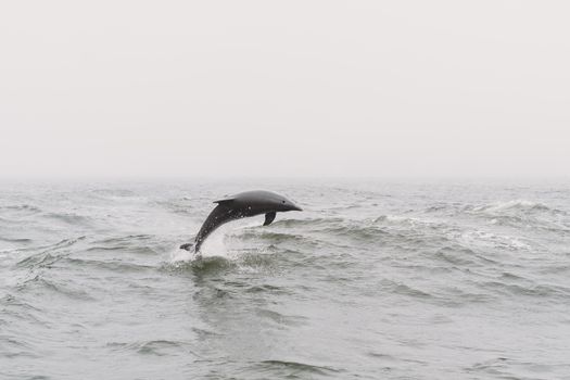 A dolphin leaps gracefully above the ocean waves under overcast skies.