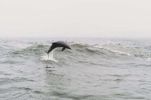 View of a Dolphin Jumping above the Water Surface 