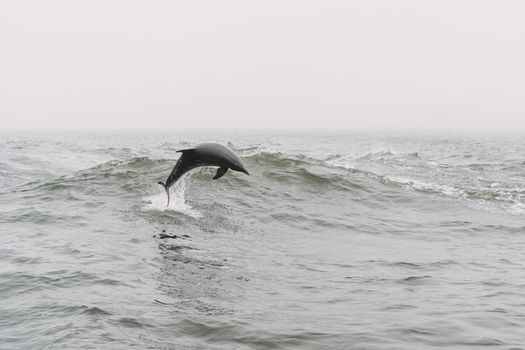 A dolphin midair over the ocean, capturing the essence of sea life and marine beauty.