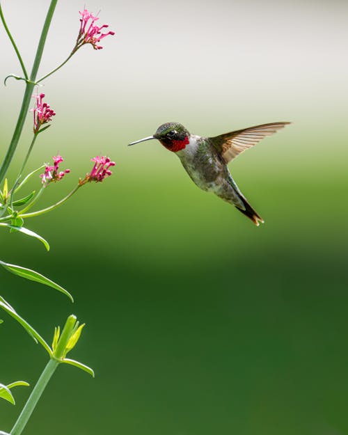 Ruby-Throated Hummingbird in Flight