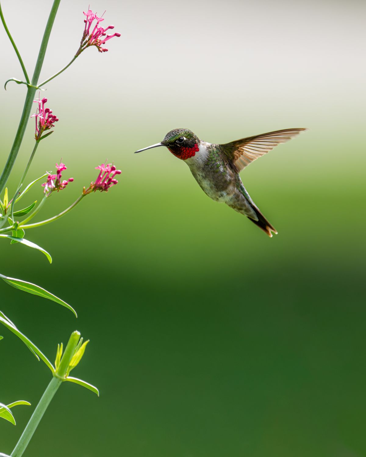 Why can hummingbirds hover and fly backward?