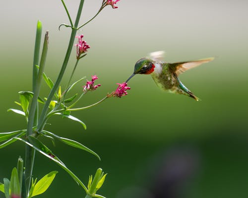 Close-up of a Hummingbird Drinking Nectar from a Flower