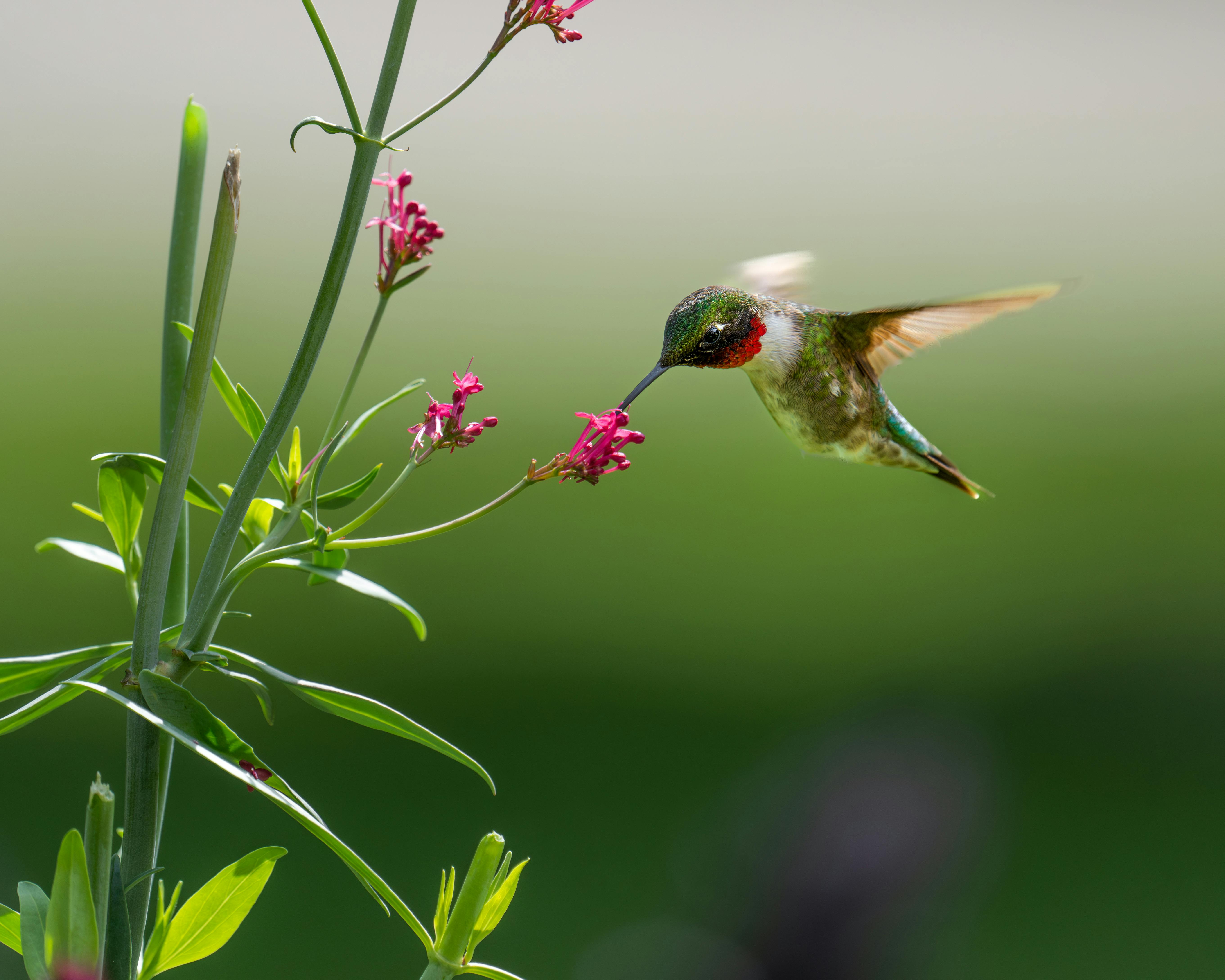 Closeup of a Hummingbird Drinking Nectar from a Flower · Free Stock Photo