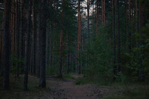 View of a Pathway in a Coniferous Forest