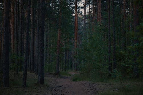 Gratis lagerfoto af busk, flora, fyrretræ