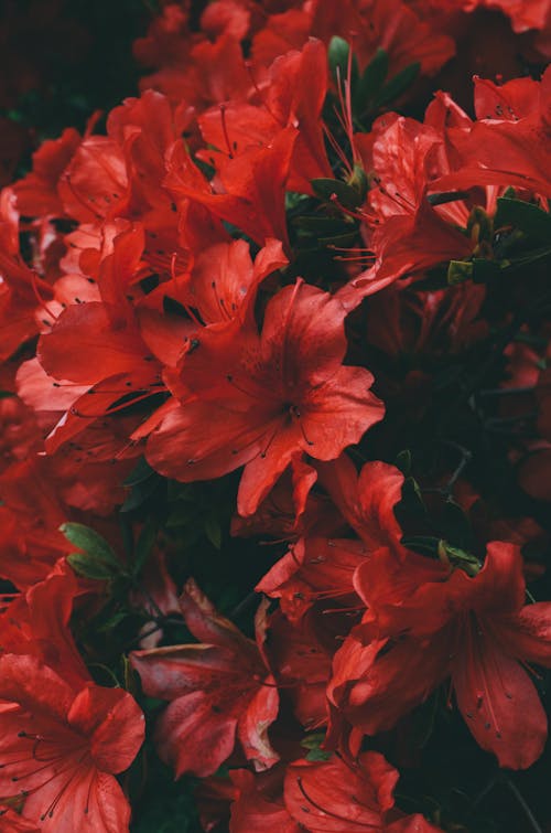 Foto stok gratis bunga-bunga, kelopak, merah