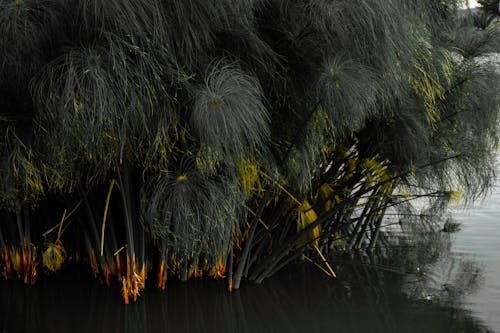 Close-up of Papyrus Plant Growing in the Water 