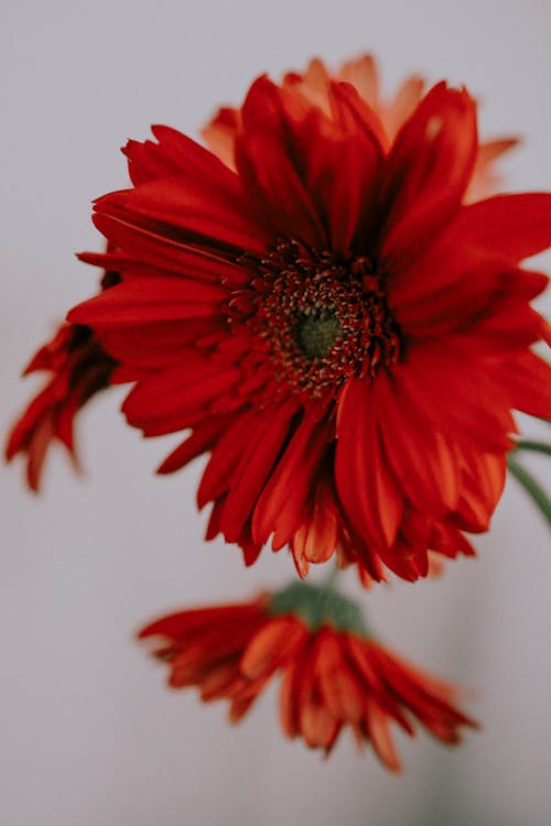 Red Transvaal daisy