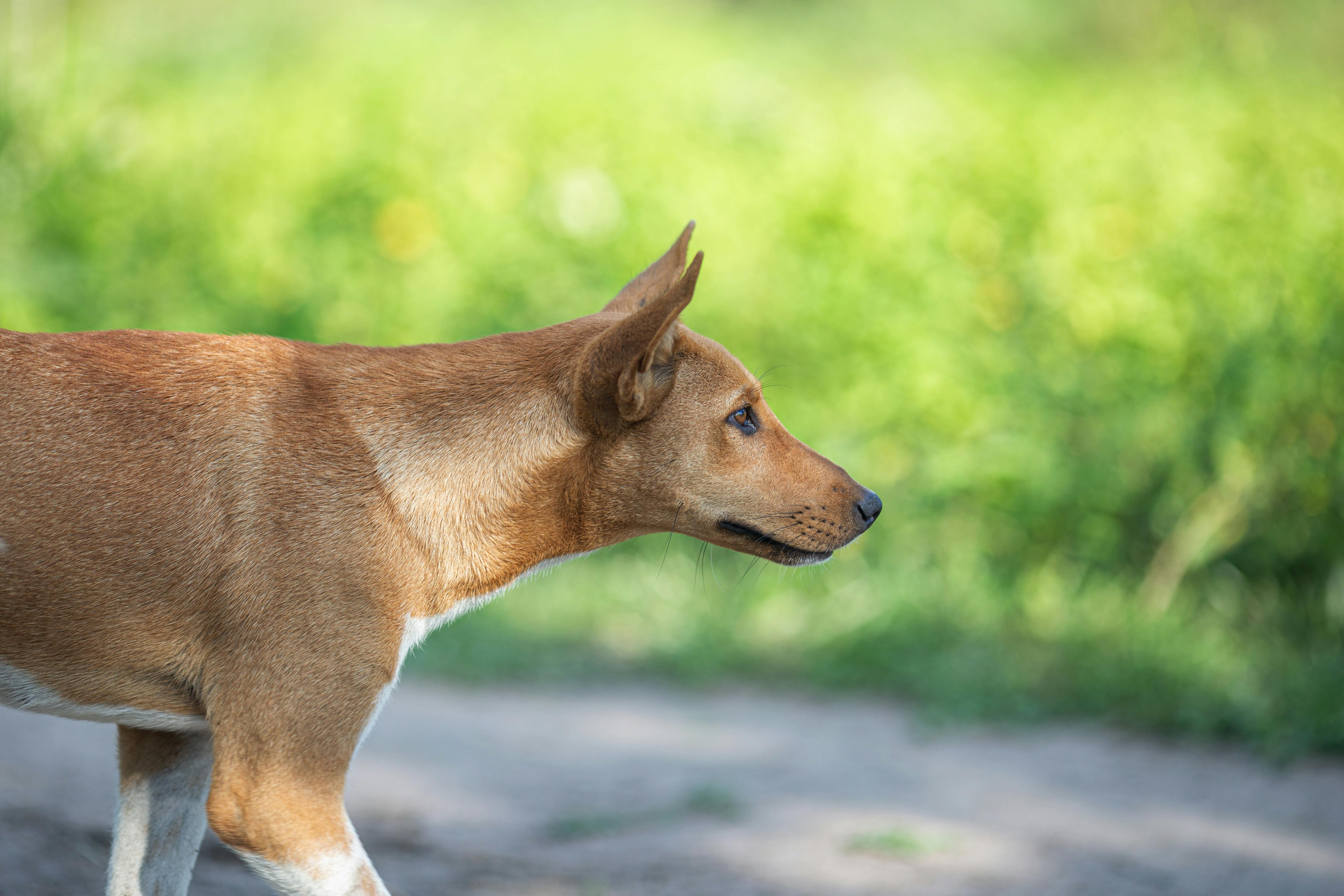 This Is A Close Up Of A Dingo Puppy Stock Photo - Download Image