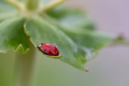 Ladybird on a Leaf