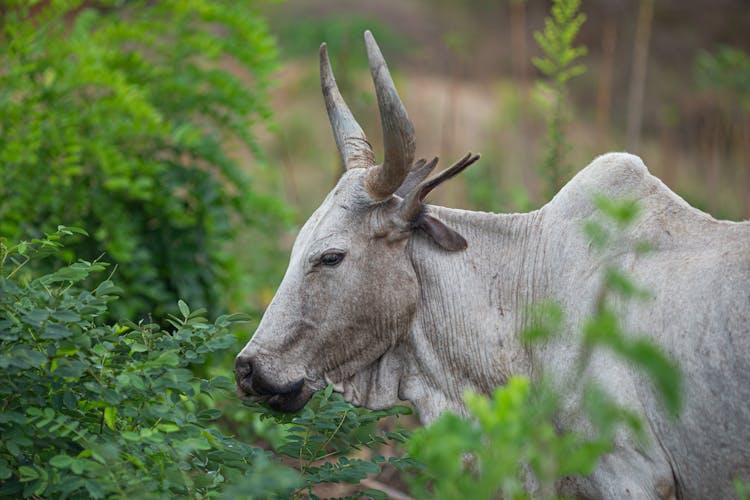 White Cattle Eating Leaves