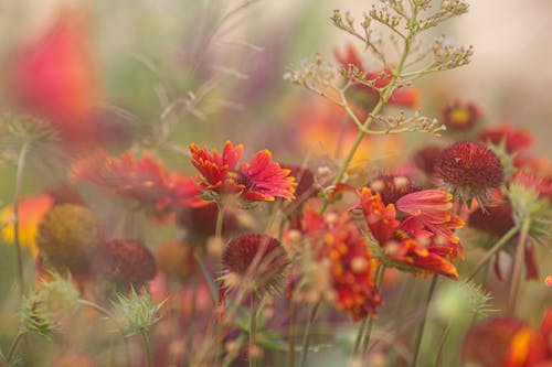 Red Indian Blanket Flowers