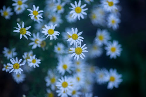Close up of White Chamomile Flowers