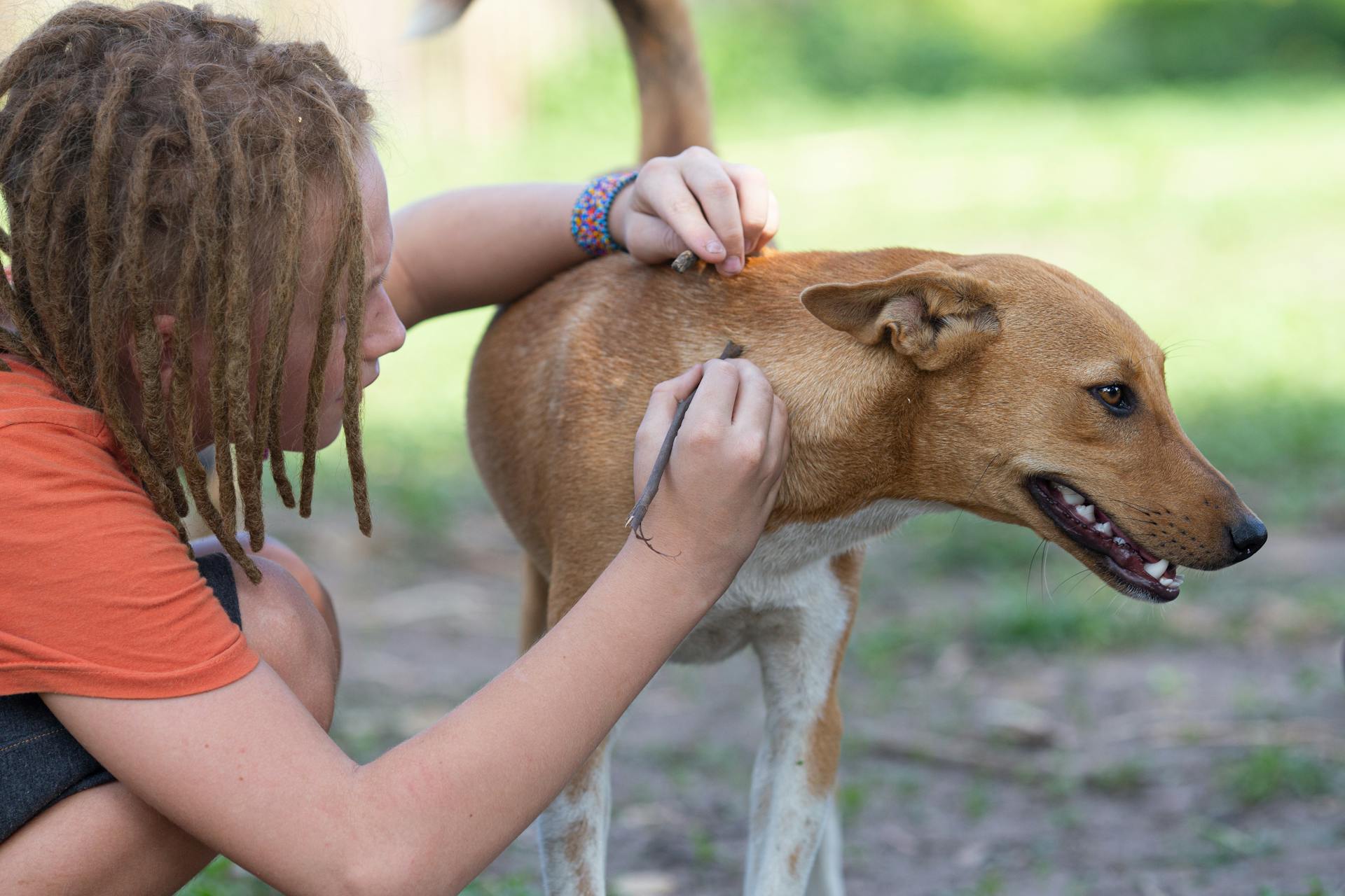 Photo d'une personne aux dreadlocks prenant soin d'un chien