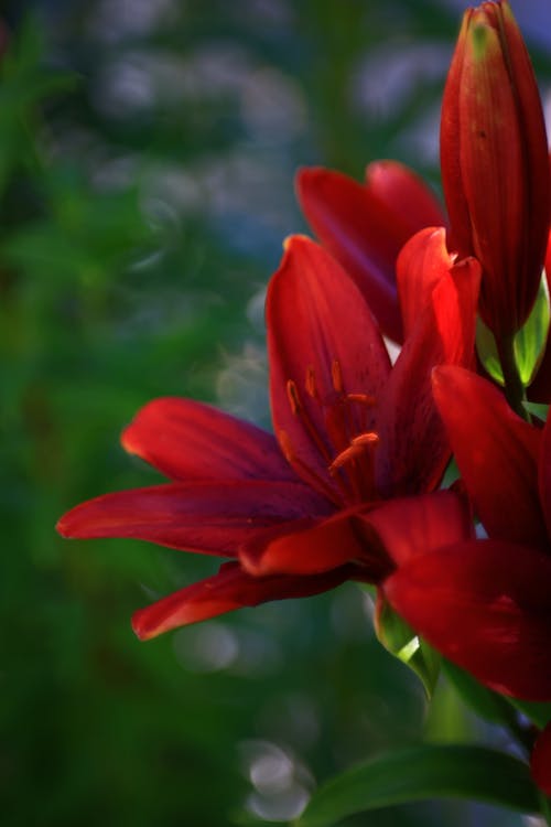 꽃, 밝은, 붉은 백합의 무료 스톡 사진