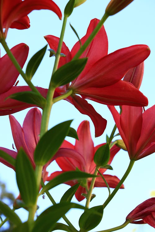 꽃, 밝은, 붉은 백합의 무료 스톡 사진