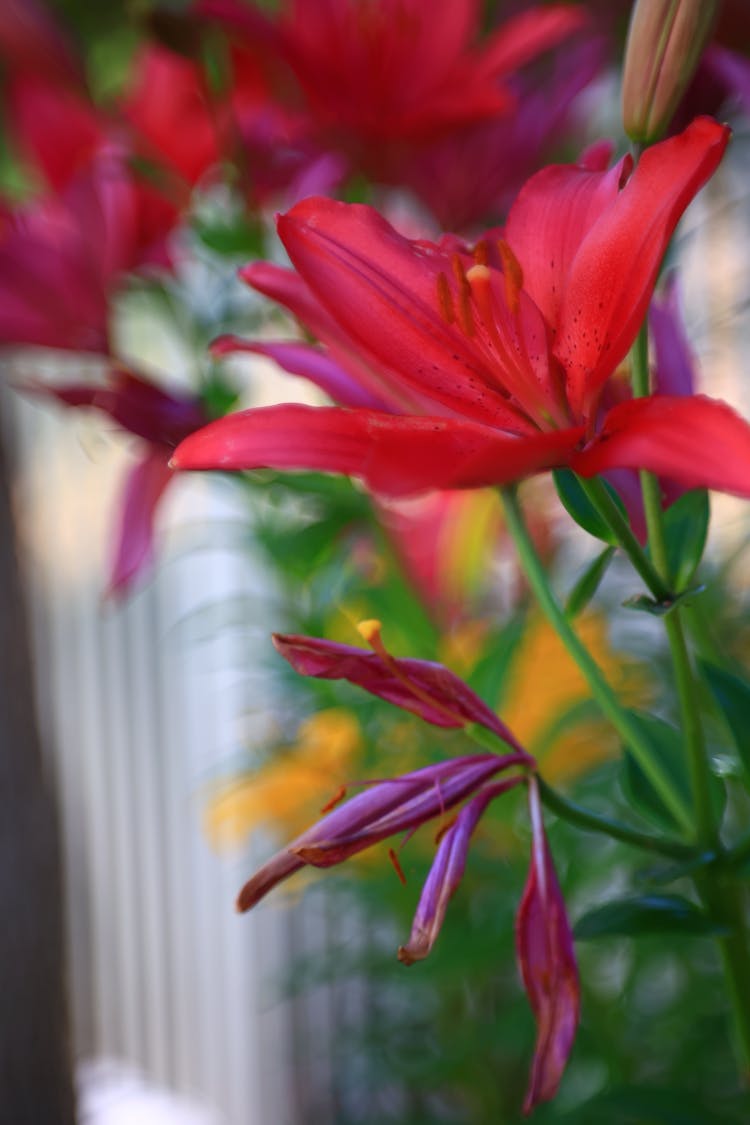 Close Up Of Red Lily Flower