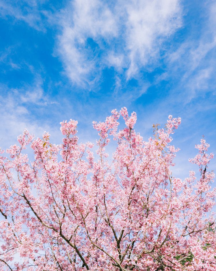 Cherry Branches With Blossoms In Spring