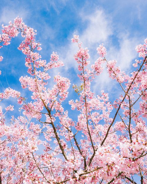 Free Beautiful cherry blossoms in full bloom under a bright blue sky, showcasing the essence of spring. Stock Photo