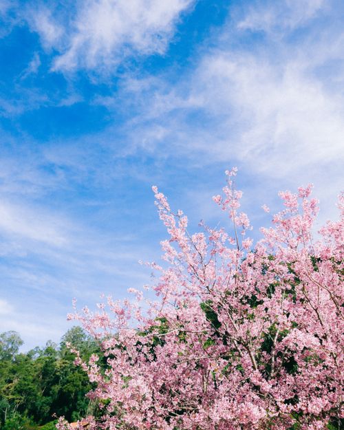 Free Beautiful cherry blossoms in full bloom under a clear blue sky, showcasing the essence of spring. Stock Photo
