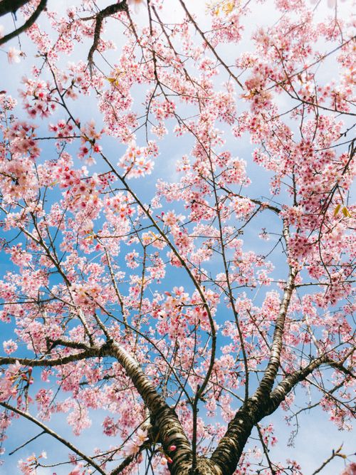 Free Beautiful cherry blossoms in full bloom with a bright blue sky background, captured in spring. Stock Photo